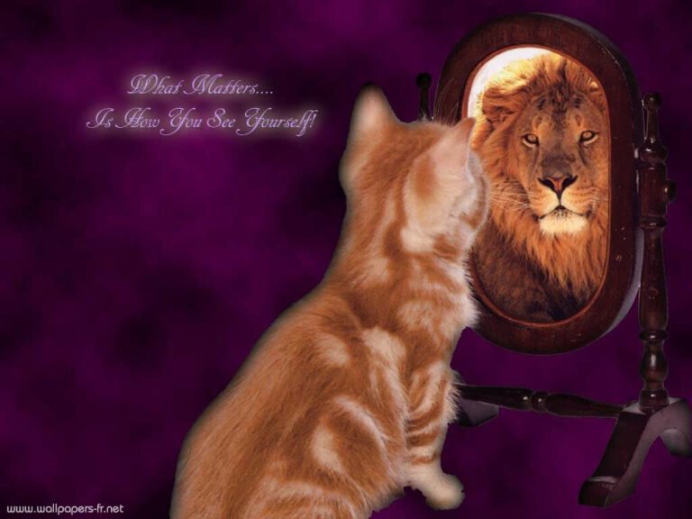 Reflet-en-mieux-la loi du miroir